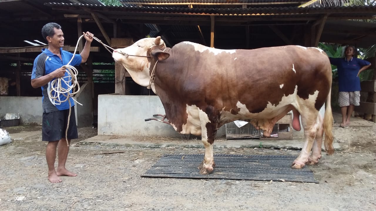 Pemerintahan