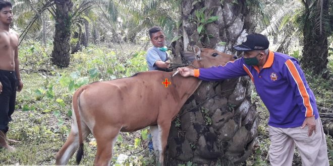 Pemkot bengkulu