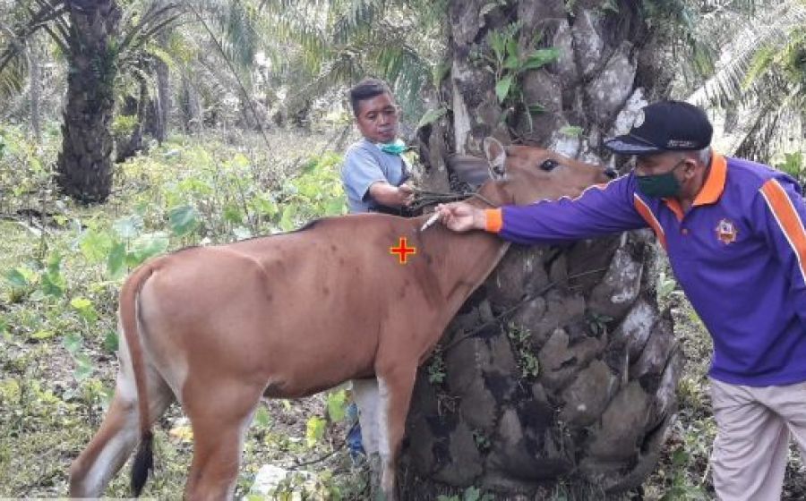 Pemkot bengkulu