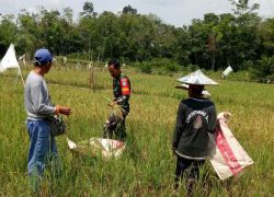Nasional